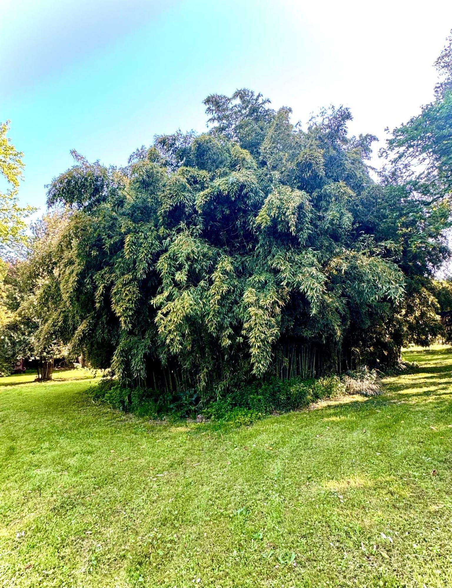 Villa La Dogana B&B Di Charme - Historic Villa With A Beautiful Garden Лукка Экстерьер фото